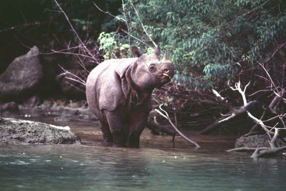 Javan rhinoceros (Rhinoceros sondaicus)