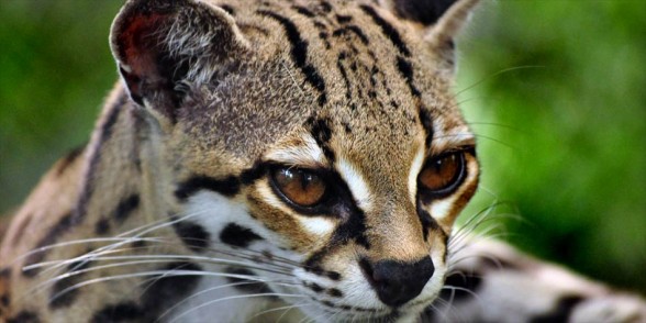 Margay – cat with gorgeous eyes | DinoAnimals.com