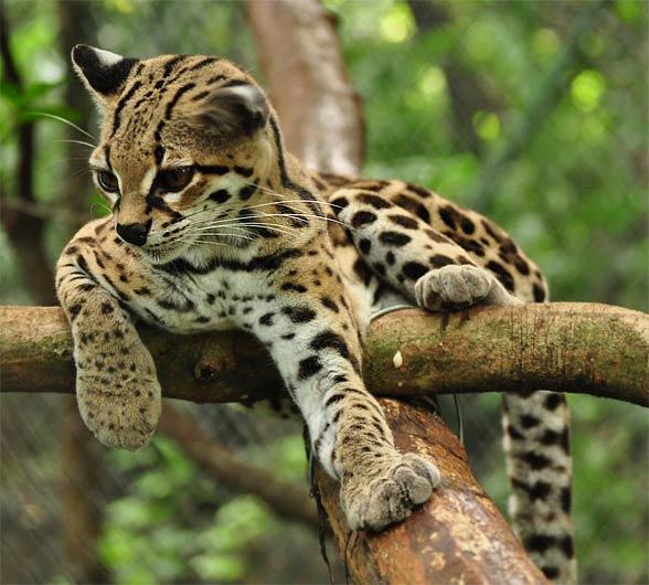 Margay (Leopardus wiedii)