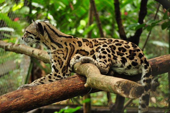 Margay (Leopardus wiedii)