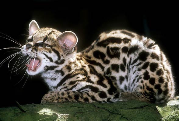 Margay (Leopardus wiedii)