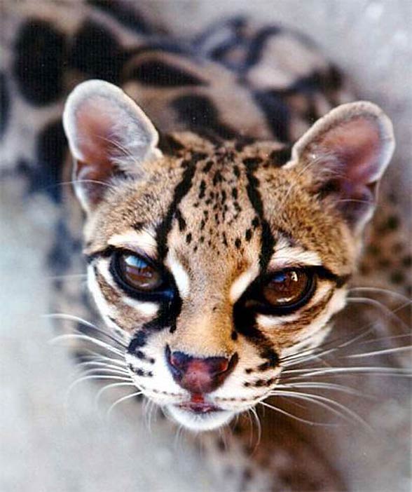 Margay (Leopardus wiedii)