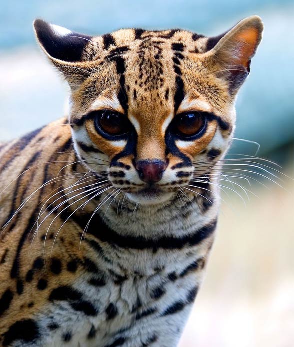 Margay (Leopardus wiedii)