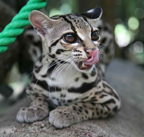 Margay (Leopardus wiedii)