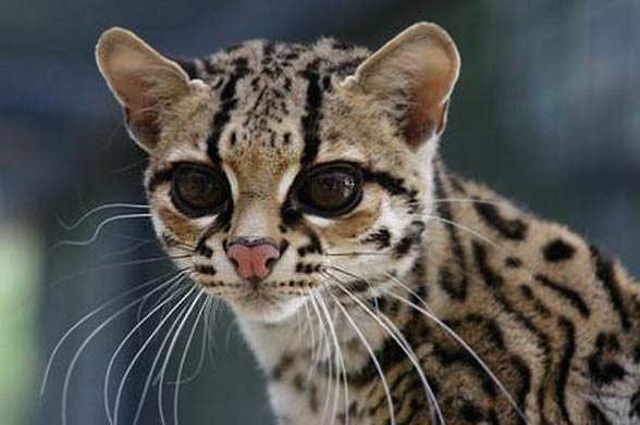 Margay (Leopardus wiedii)