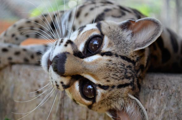 Margay (Leopardus wiedii)