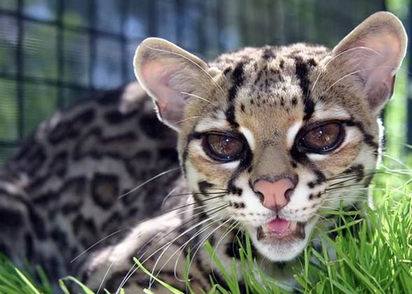 Margay (Leopardus wiedii)