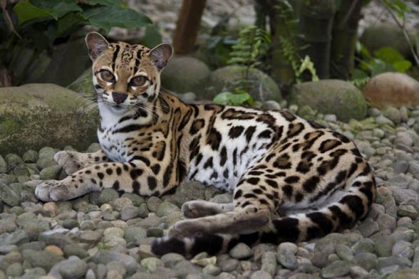 Margay (Leopardus wiedii)