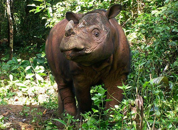 Sumatran rhinoceros (Dicerorhinus sumatrensis)