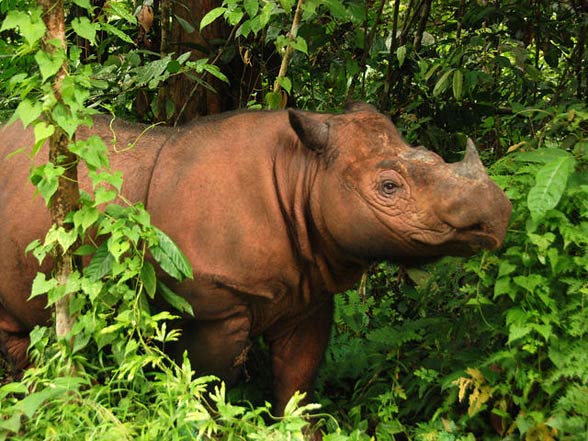 Sumatran rhinoceros (Dicerorhinus sumatrensis)