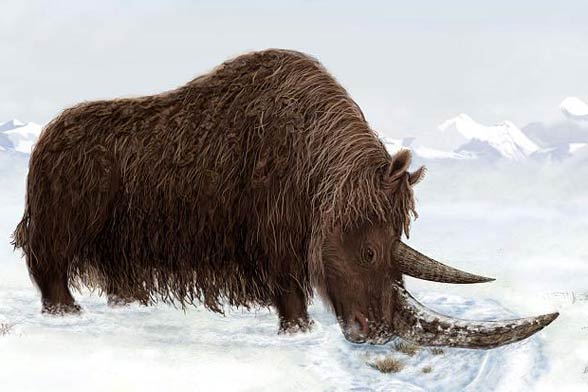 Woolly rhinoceros