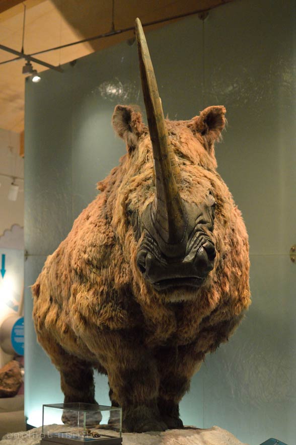 Woolly rhinoceros – Pleistocene rhino | DinoAnimals.com