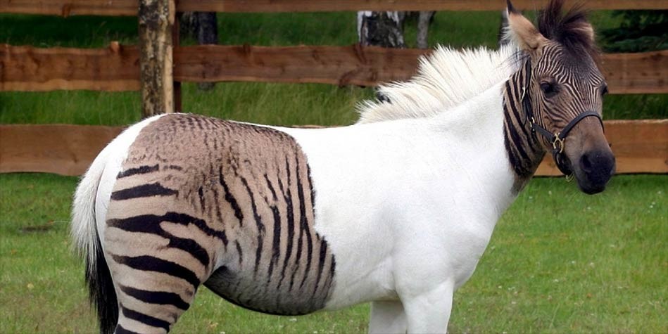 Zebra Horse Donkey Hybrid Zebra Horse Donkey Hybrid