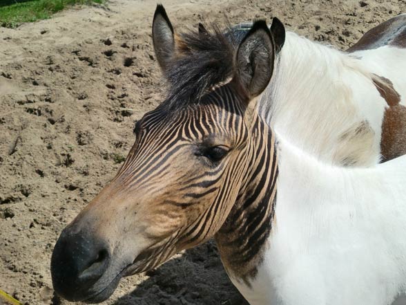 Zebroid