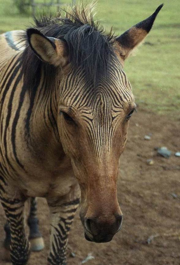 Zebroid