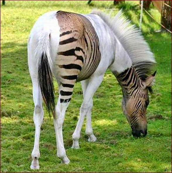 Zebra Horse Mix