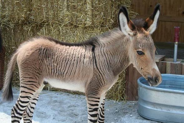 Zebroid