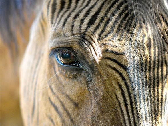 Zebroid