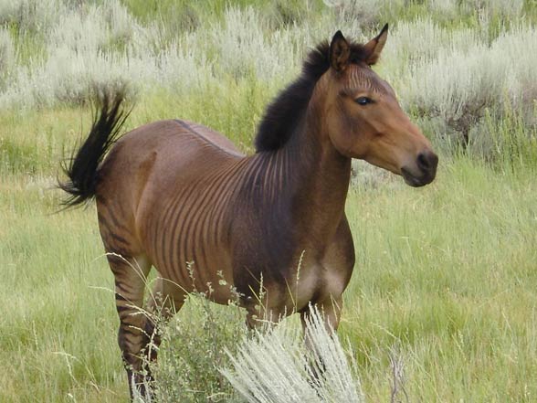 Zebroid