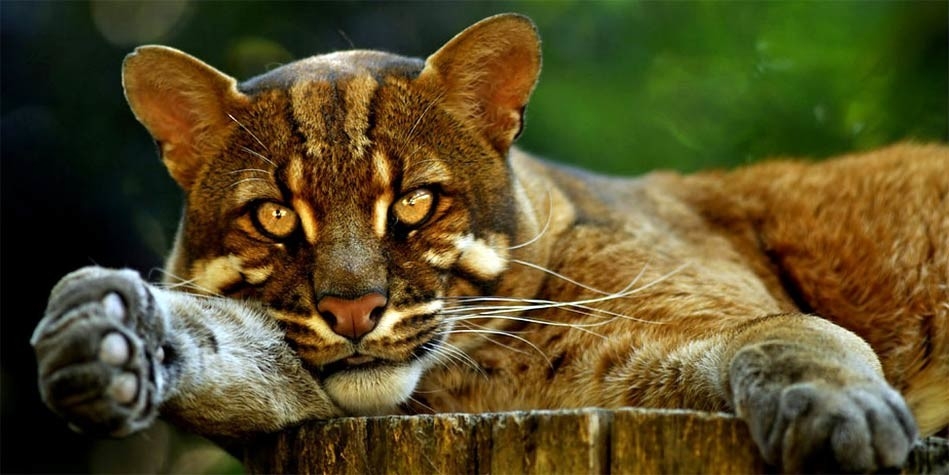 Asian golden shop cat