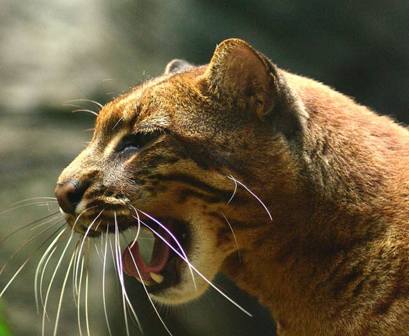 Asian golden cat