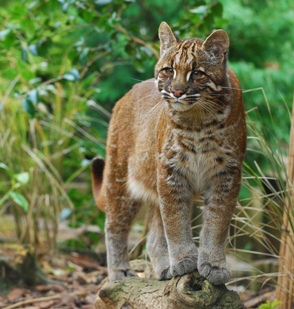 Asian golden cat