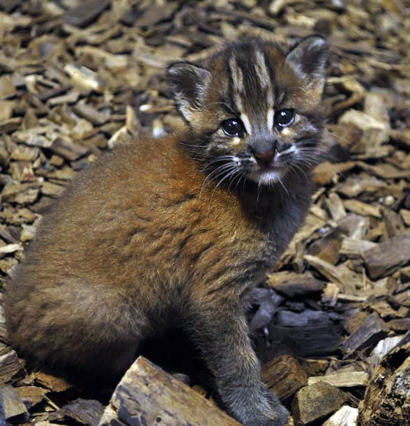 Asian golden cat