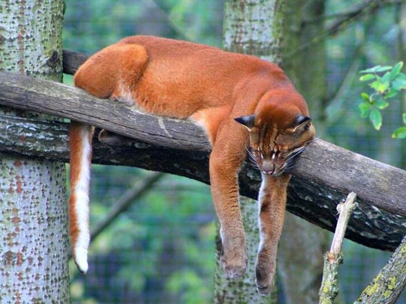 Asian golden cat