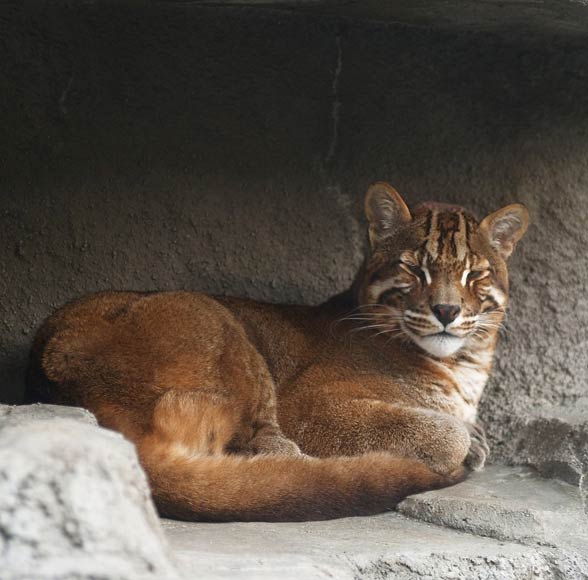 Asian golden cat | DinoAnimals.com