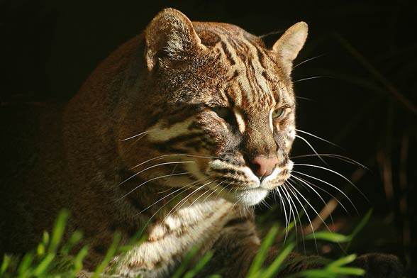 Asian golden cat