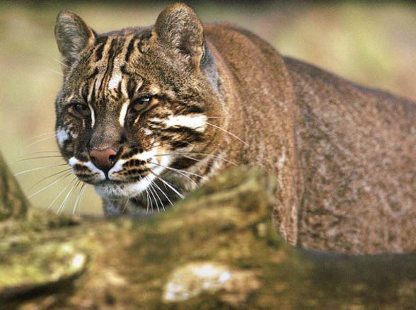 Asian golden cat