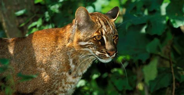 Asian golden cat - Wikipedia