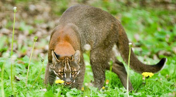 Asian golden cat