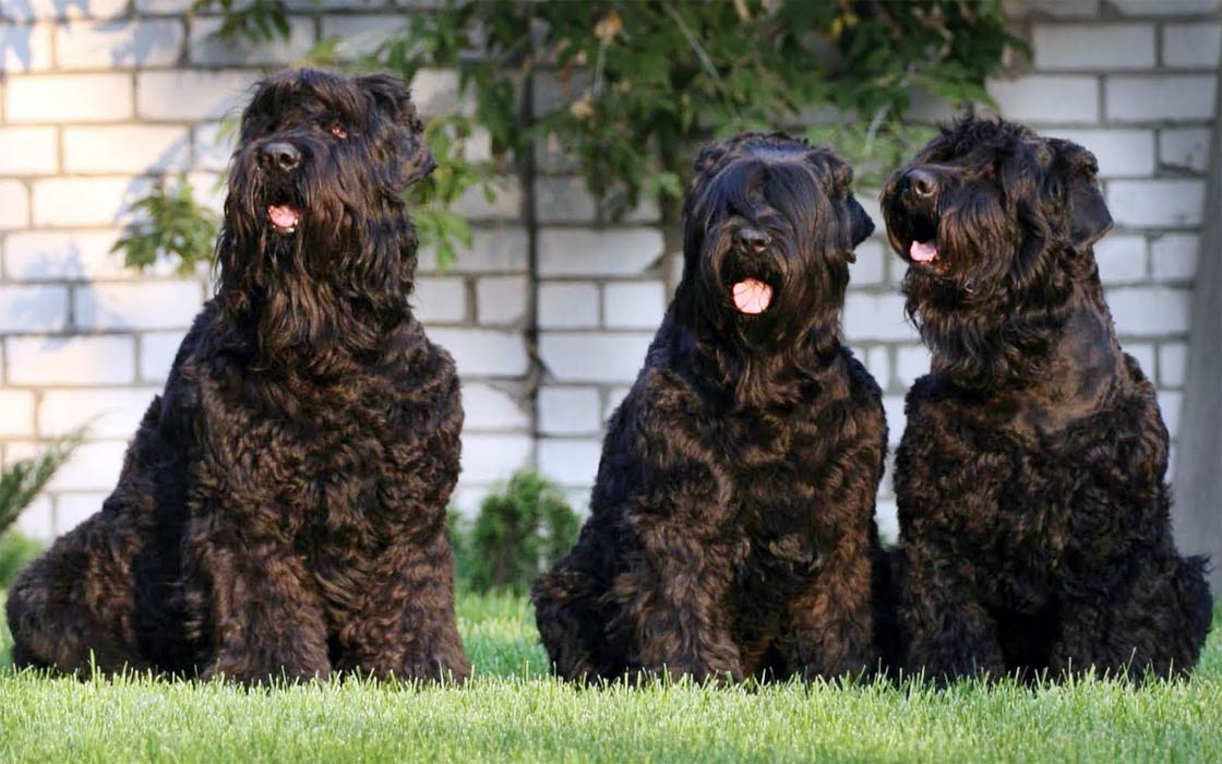 A black russian sales terrier