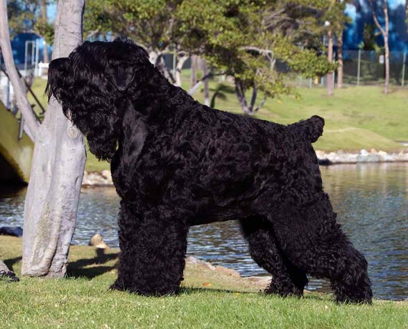 Black Russian Terrier.