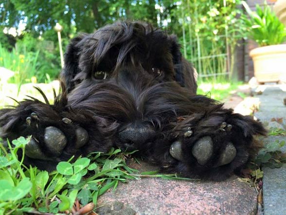 Black Russian Terrier.