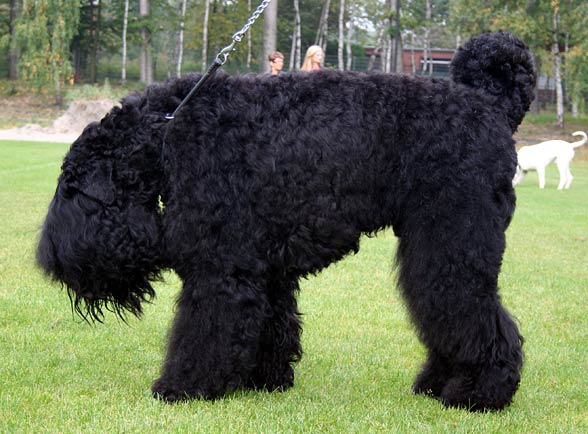 Black Russian Terrier.
