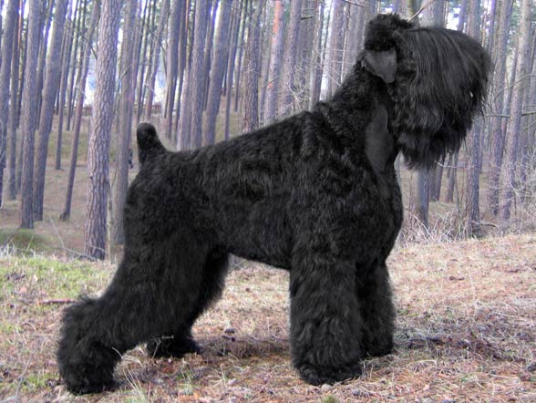 Black Russian Terrier.