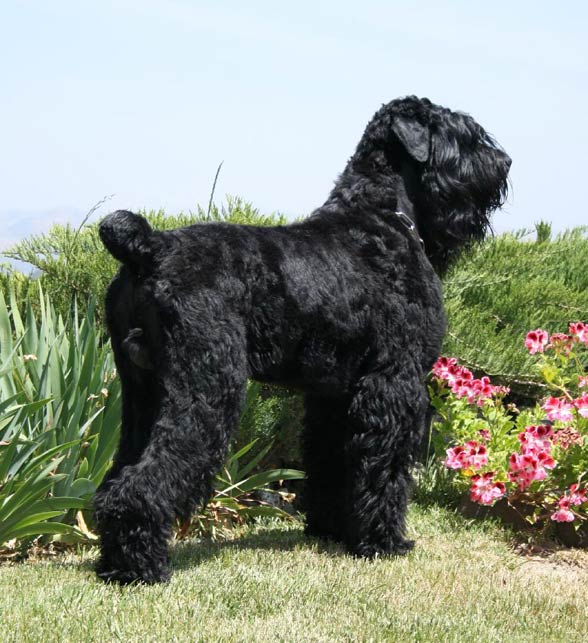 Black Russian Terrier.