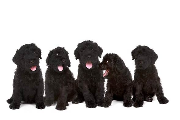 Black Russian Terrier.