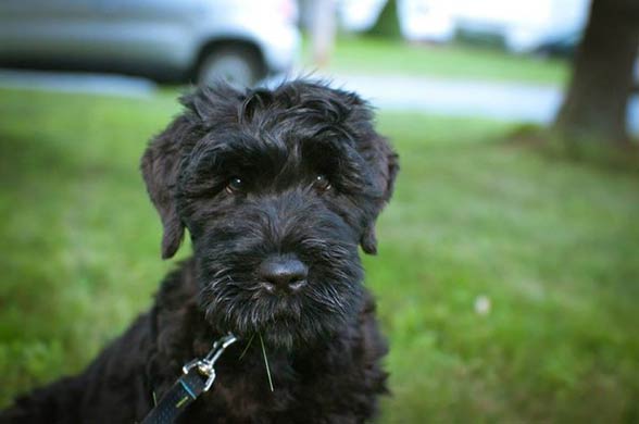 Black Russian Terrier.