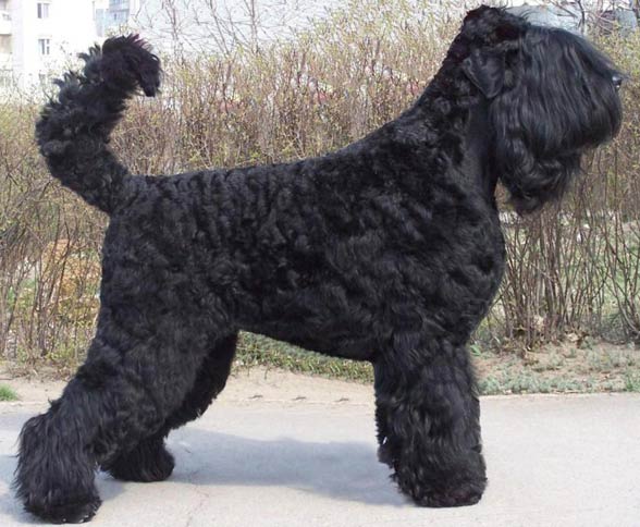 Black Russian Terrier.