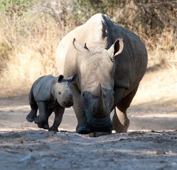 Black rhinoceros, typical rhinoceros, hook-lipped rhinoceros (Diceros bicornis).