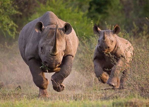 Black rhinoceros, typical rhinoceros, hook-lipped rhinoceros (Diceros bicornis).