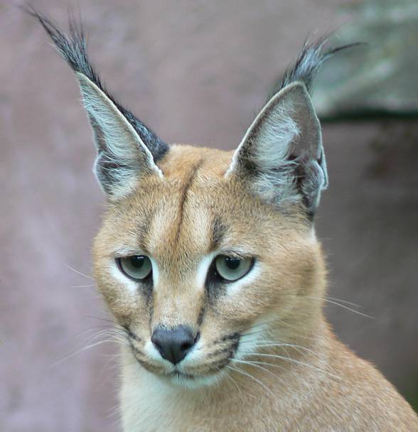 Caracal - Desert lynx 