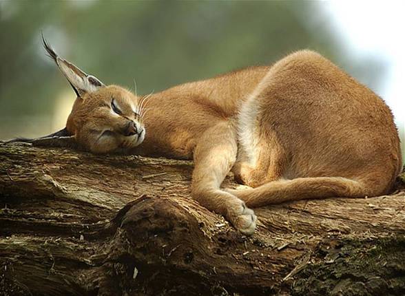 Caracal - Desert lynx 