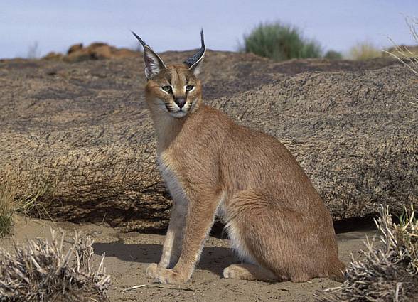 Caracal - Desert lynx 