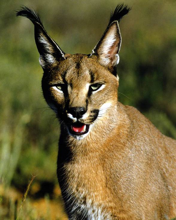 Caracal - Desert lynx 