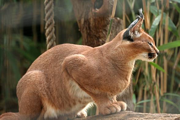 Caracal - Desert lynx 