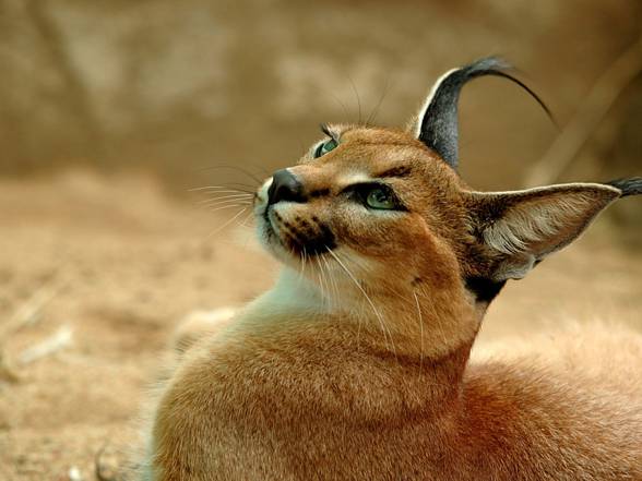 Caracal - Desert lynx 